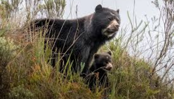 El oso de anteojos: el silencioso guardián de los bosques y páramos del Carchi